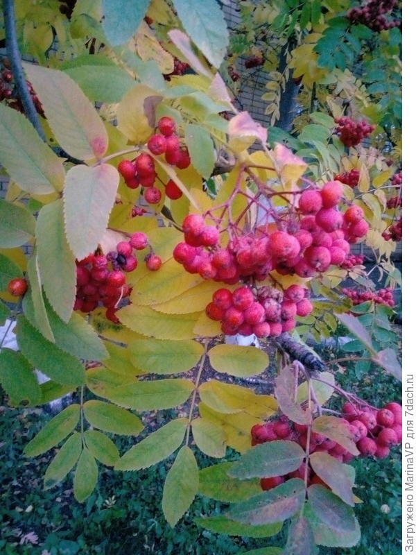 Грозди рябины. Красота осени.