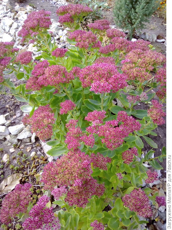 Цветет очиток на альпийской горке.