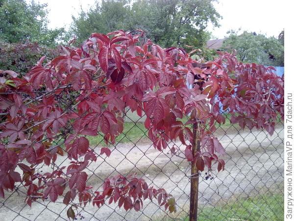 Девичий виноград в ярких красках.