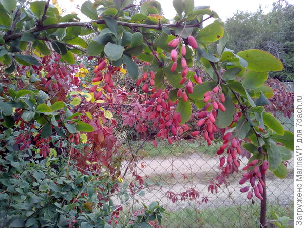 Барбарис созрел.