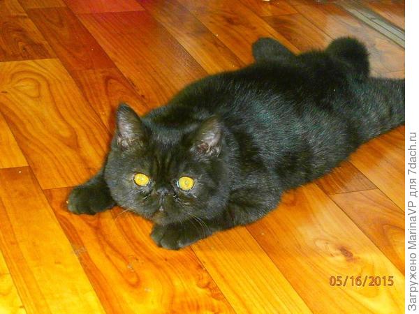 Зто папа, он экзот.