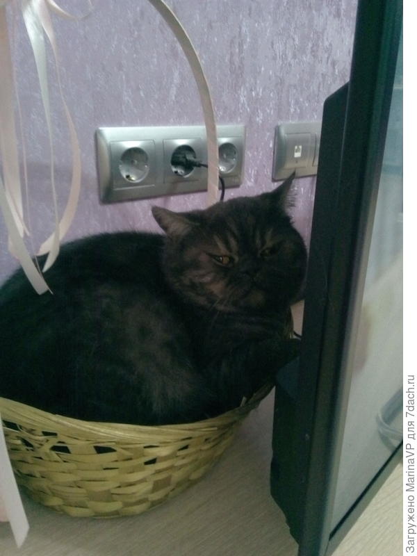 Корзинка маловата, но уютно подремать.