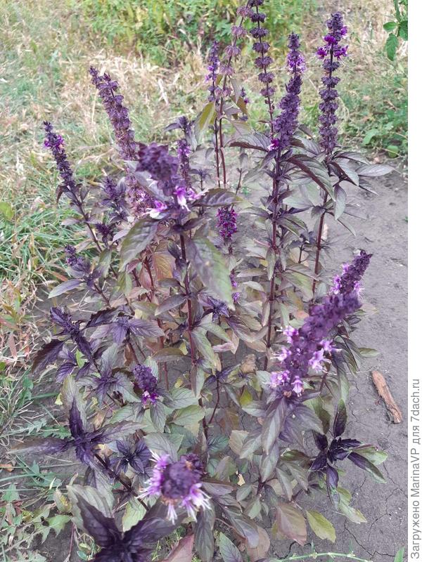 Базилик цветет тоже красиво.