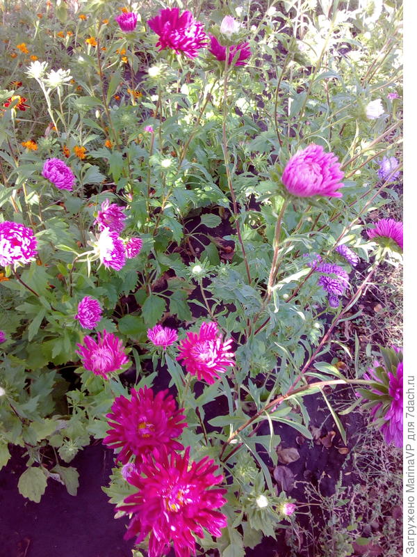 Астрочки цветут.