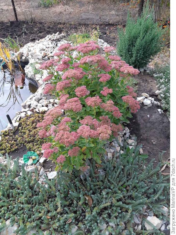 Очиток у прудика цветет.