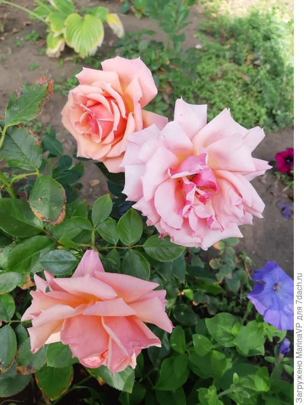 Розы продолжают цвести.