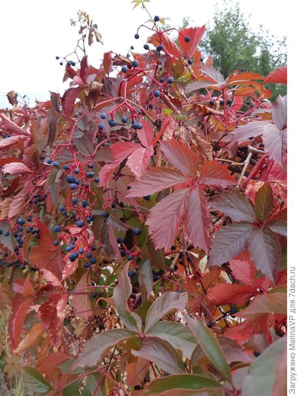 Девичий виноград поражает осенью красотой.