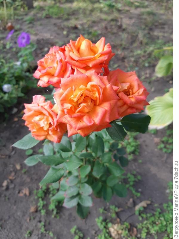 Вот еще такая.