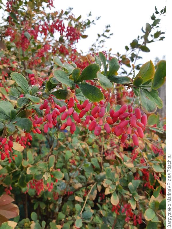 Барбарис красавец.