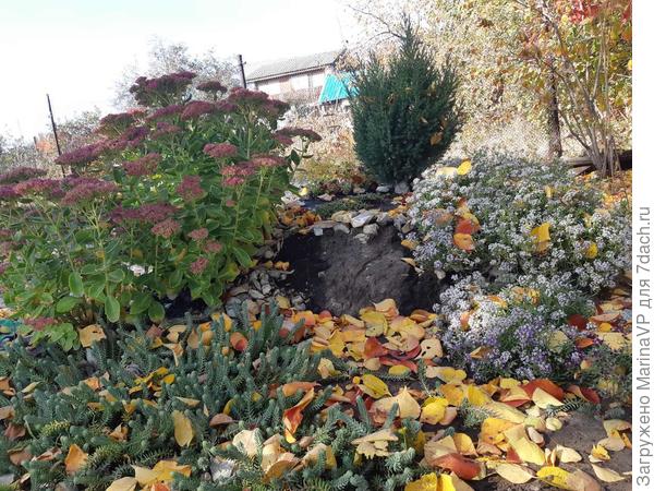 Алисум и очиток продолжают цвести.