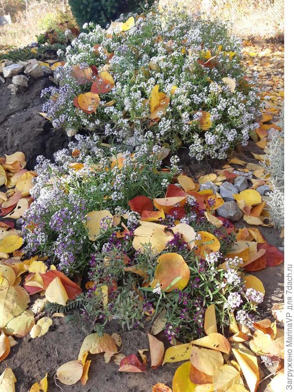 Алисум в этом году красавец.