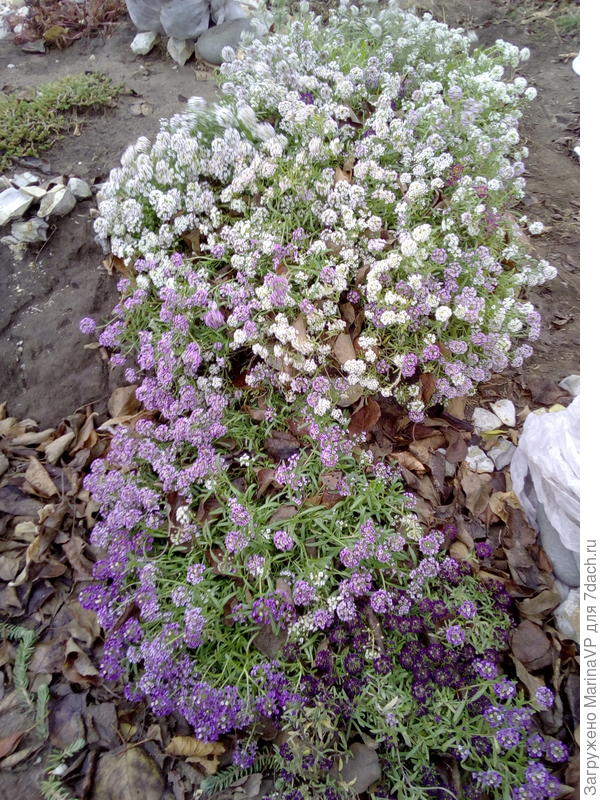 У меня он просто растет в альпийской горке. Этот алиссум я сегодня сфотографировала на даче. Действительно неубиваемый.