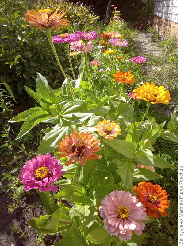 Веселая клумбочка из цинний получилась в этом году.