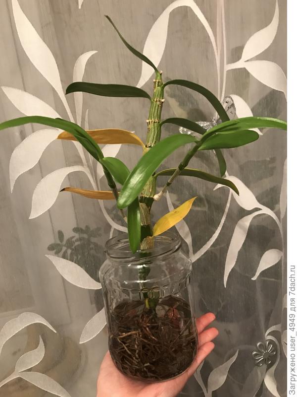 Вторая пока в воде, за день ничего не поменялось