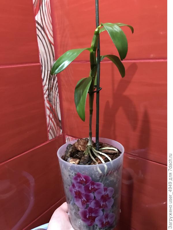 Одну посадила, корни хорошие