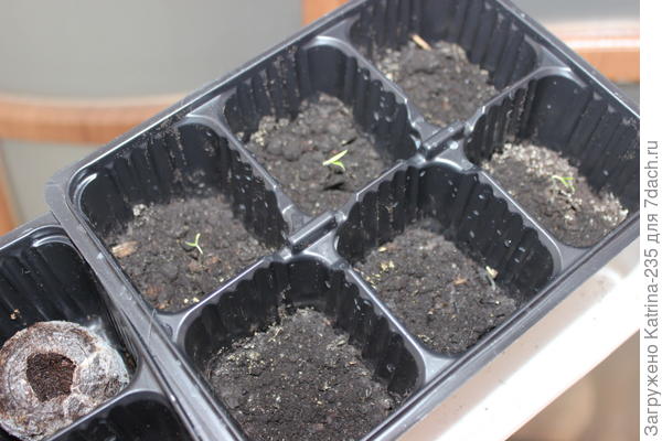 Томат толстые щечки 13 марта,10 утра ,пока 5 из 12 семечек выглянули) рада.