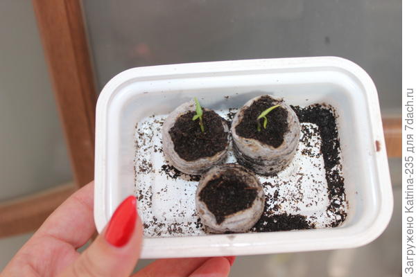 Перчик Биг Мама в Джиффи