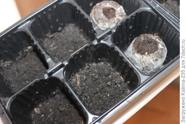 5 из 12 семечек, тоже не плохо. Томат Толстые щечки