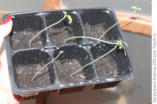 11 из 12,причем 1 не взошло в грунте,Джиффи порадовали