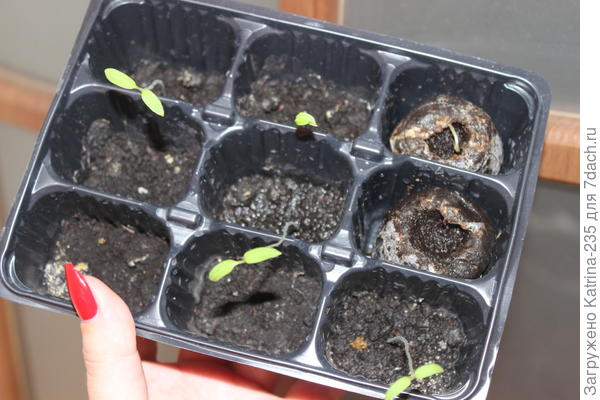 через 11 дней имеем 6 из 9( 1 Джиффи, 1 в грунте только только и 4 уже вытянутые к солнышку)