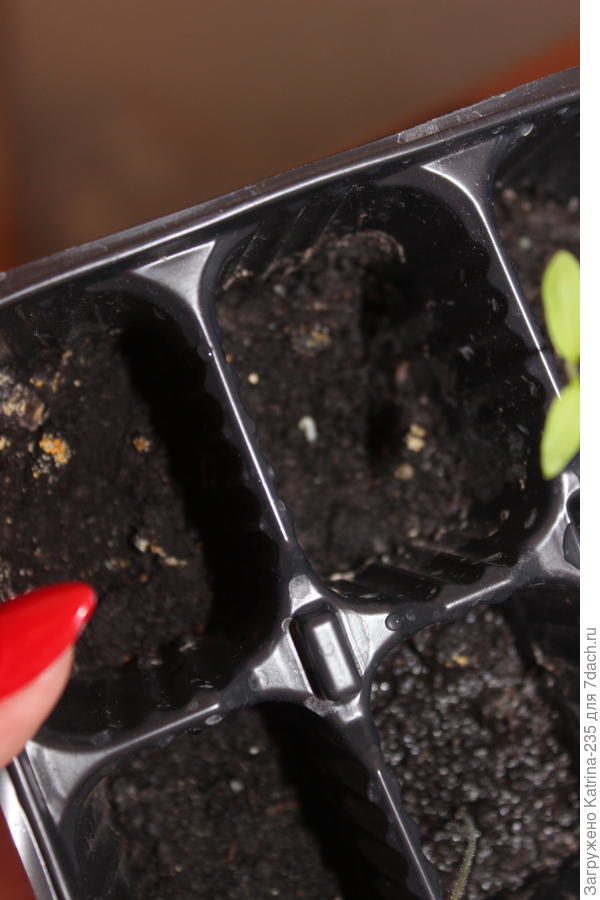 Портрет остающего в грунте, пока 6 из 9, 70% взошло