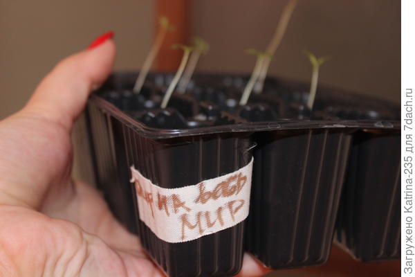 6 в грунте уже вытянулись к солнышку и 1 в Джиффи только только вышло в свет, и того 7 из 9 ,те 80% на данный момент семян взошли.