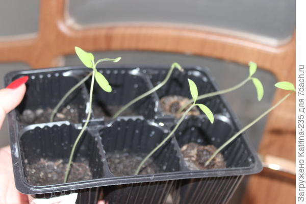 11 из 12, и все 11 полный синхрон практически, Джиффи радуют дважды в моем эксперименте