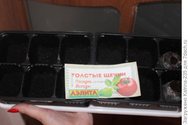 9 марта высадка в грунт садовый свой, 75% семян взошло, через 11 дней имеем след картинку↓