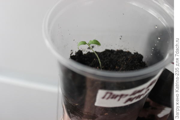 Одно выжившее,посажу сегодня еще конечно, но будем следить хотя бы за этим,обидно блин.