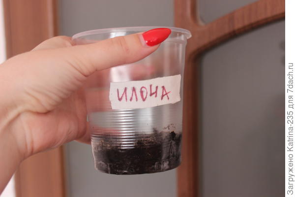 Илонины семена я посеяла в размере 5 штук, пока есть одно,на 4 апреля