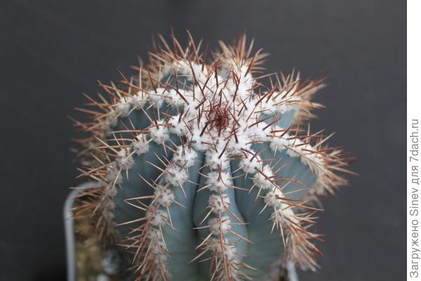 Melocactus azureus (Мелокактус лазурный)