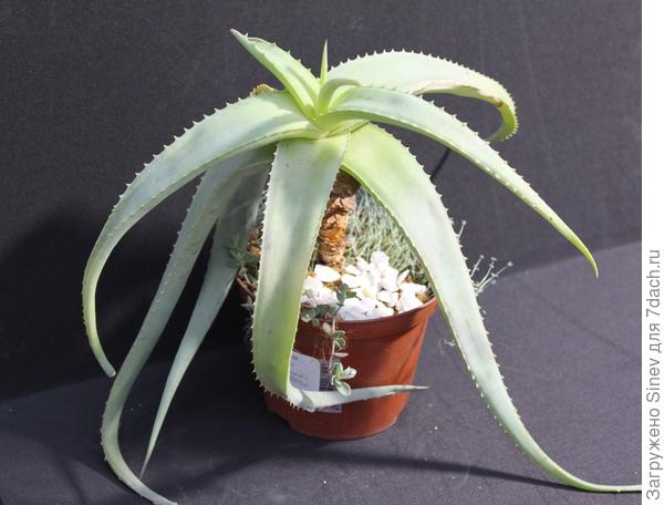 Aloe perryi - 5 семян
