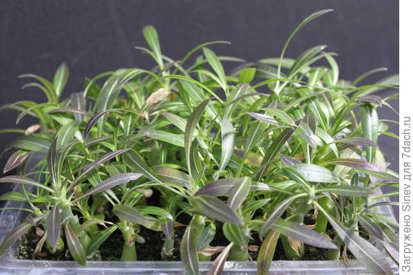Pachypodium rosulatum - 5 семян