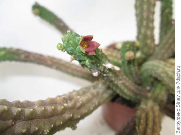 Echidnopsis dammaniana - черенок
