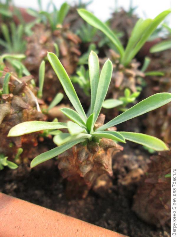 Euphorbia cv. &#39;Gabizan&#39; - побег.