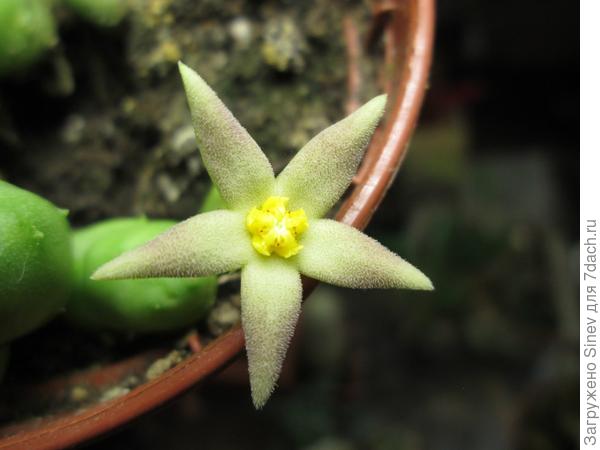 Piaranthus globosus - растение