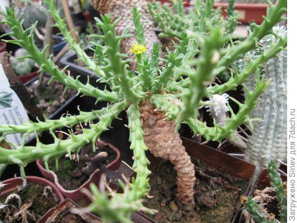 Euphorbia caput-medusae - растение