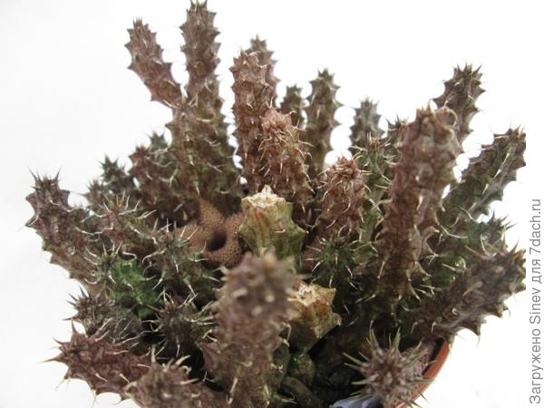 Stapelianthus decaryi - черенок
