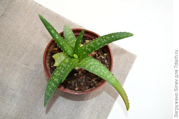 Aloe ellenbeckii (Алоэ элленбеки)