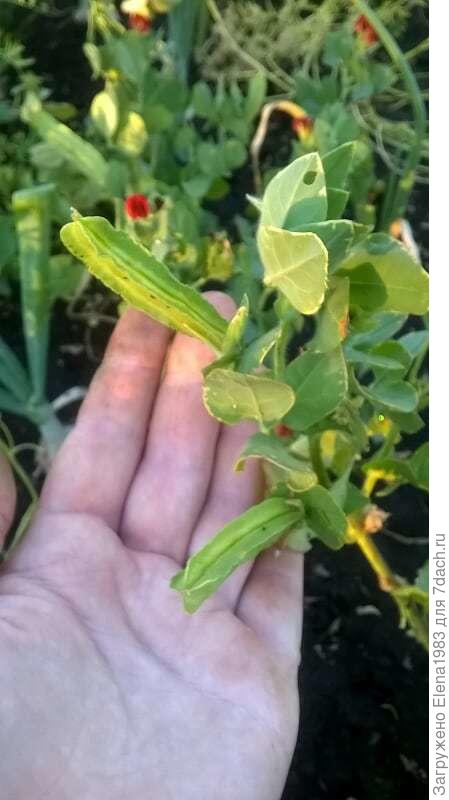 вот такие стучки