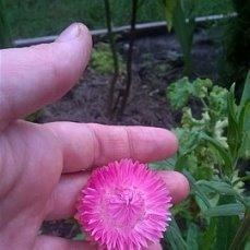 гелихризум