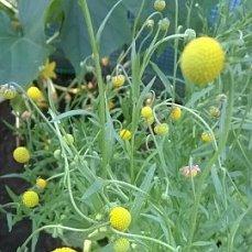 Цефалофора поближе