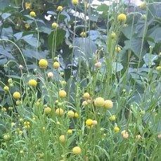 Цефалофора (земляничная трава)