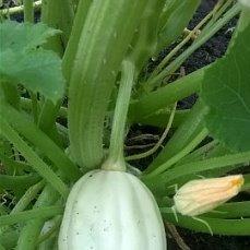 молоденькая тыковка