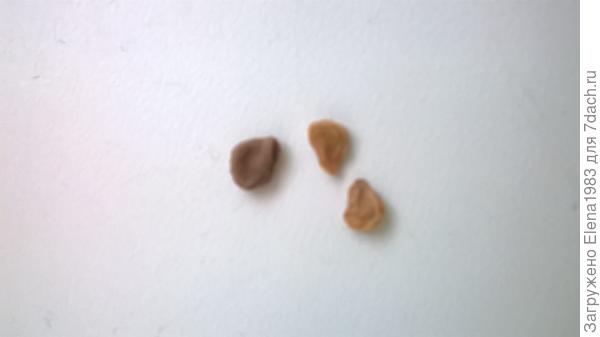 датура (дурман)