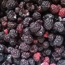 черная малина