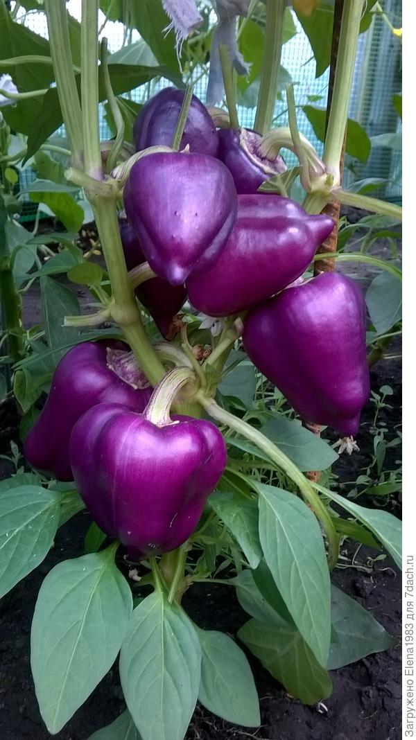 перец сладкий