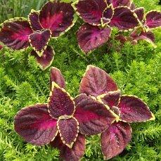 крастнолистные колеусы