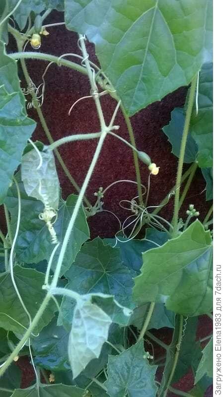 росли в бочке