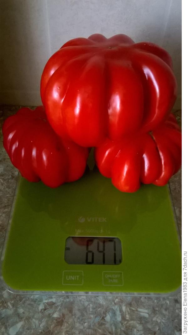 томат Лотарингская красавица